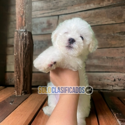 BICHON FRISE DISPONIBLE NORTH CAROLINA YA... 