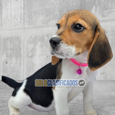 Cute Beagle Harrier puppies for sale available... 