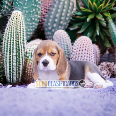 DULCES CACHORROS BEAGLE POKET AMERICANO... 