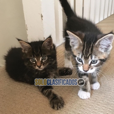 Maine Coon kittens for sale 2 girls, 2 boys... 