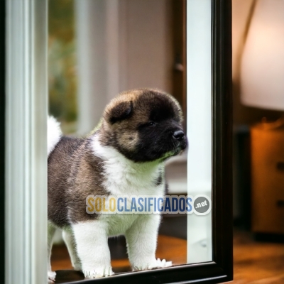 PRECIOUS PUPPIES AKITA AMERICANO... 