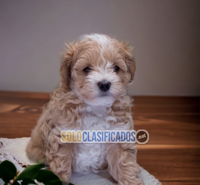 Bichon Habanero Fine Puppies... 