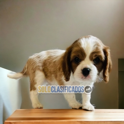 Cavalier King / Cavalier King available here disponible aqui... 
