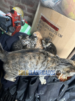 Solo Clasificados - Nos complace presentarles a estos preciosos gatitos un precioso British Shorthai - imagen: 1