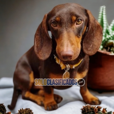 VENTAS DE HERMOSOS CACHORROS DE SALCHICHAS CHOCOLATES... 