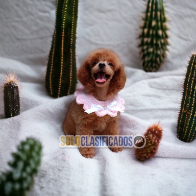 Feliz French Poodle Red Lindos Cachorros... 