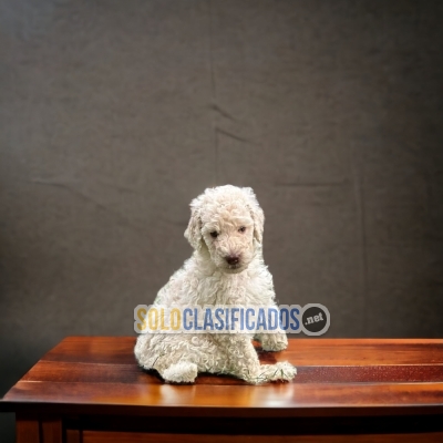 BELLO CACHORRO GOLDEN DOODLE... 