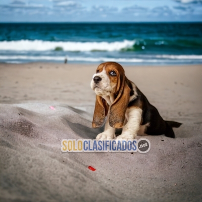 Furry BASSET HOUND   for family... 