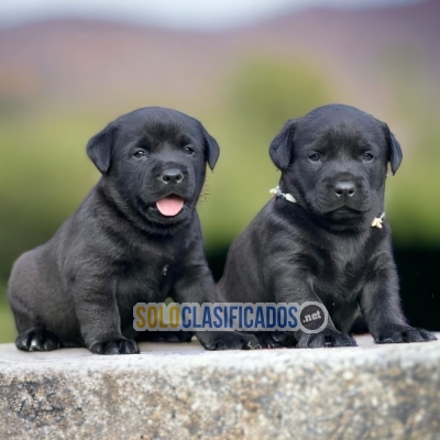 Labrador Retriever Gorgeous Puppies... 