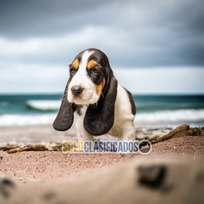 BASSET HOUND DISPONIBLE AQUI... 