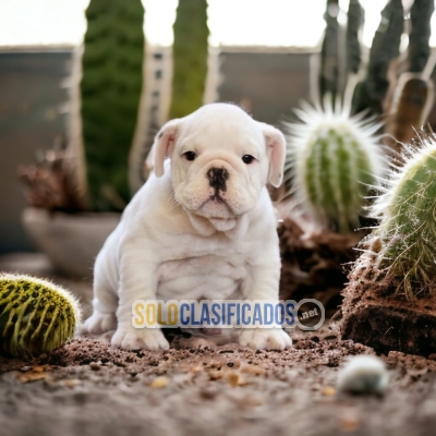 BULLDOG INGLÉS ANOTHER MEMBER IN YOUR FAMILY TO LOVE... 