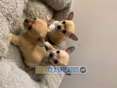 chihuahua dog pocket sale puppy near me for sale... 