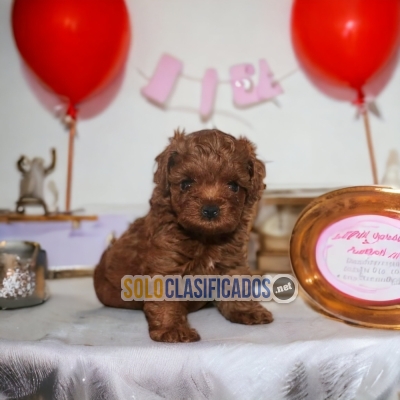 French poodle red beatiful puppies... 