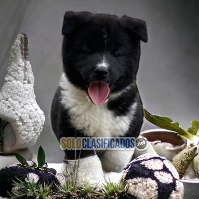 DISPONIBLES HERMOSOS AKITA AMERICANO / AKITA AMERICANO AVAILABLE... 