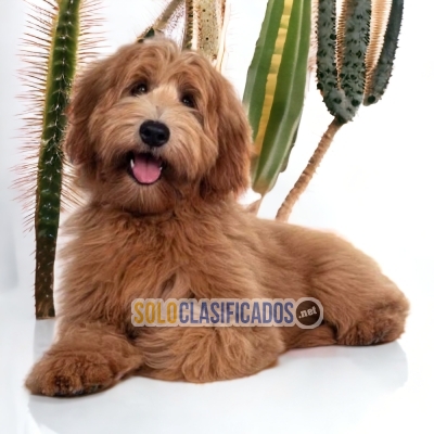 LABRADOODLE     IT WILL BE YOUR COMPANION AND BEST COMPANY FROM N... 
