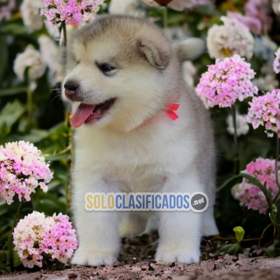 GORGEOUS  PUPPIES  ALASKAN MALAMUTE... 