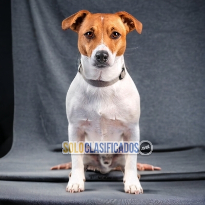 JACK RUSSELL TERRIER     I WILL BE YOUR BEST FAITHFUL FRIEND FROM... 