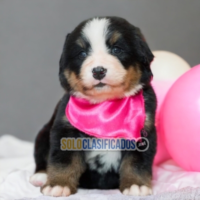 Beautiful puppies available BERNES DE MONTAÑA... 