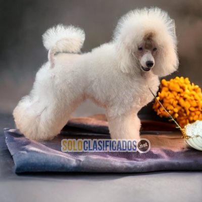 FRENCH POODLE NORMAL DISPONIBLE NORTH CAROLINA YA... 