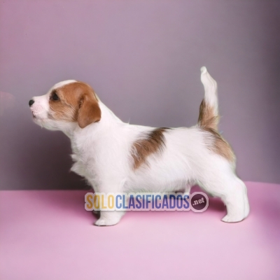 Beautiful puppies available now: JACK RUSELL TERRIER... 