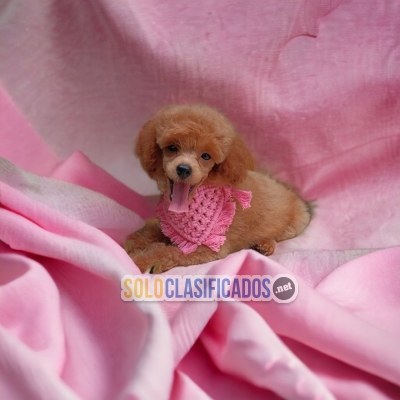 Tierno FRENCH POODLE RED para tu hogar... 