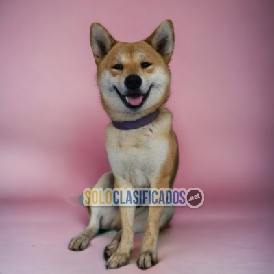 AKITA INU AVAILABLIE HERE NOW... 