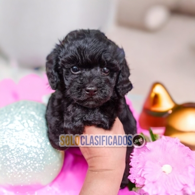 FRENCH POODLE BLACK AVAILABLIE NORTH CAROLINA... 