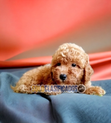 2TIERNO CACHORRO FRENCH POODLE APRICOT DISPONIBLE... 