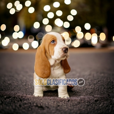 Beautiful puppies available BASSET HOUND with the best market con... 