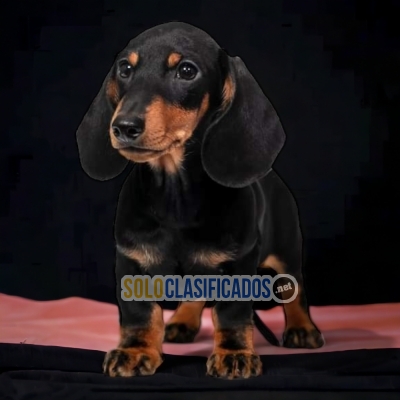 PERRO DACHSHUND NEGRO FUEGO DISPONIBLE... 