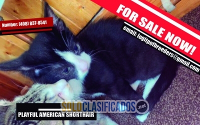 PLAYFUL AMERICAN SHORTHAIR KITTENS... 