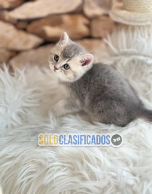 Gatos domésticos británicos de pelo corto...