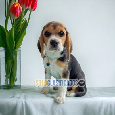 BEAGLE POKET AMERICANO     YOUR BEST COMPANY FROM TODAY... 