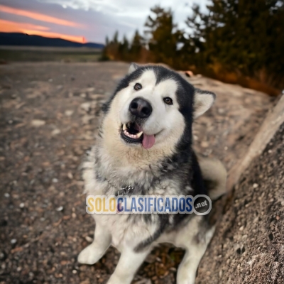 AVAILABLE ALASKA MALAMUTE... 