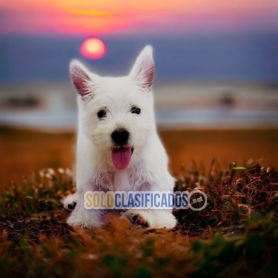 TERRIER BLANCO West Highland (en)... 