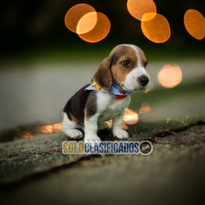 BEAGLE HARRIER DISPONIBLE/ AVAILABLE... 