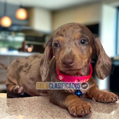 chocolate Harlequin Dachshund with the best market condition... 