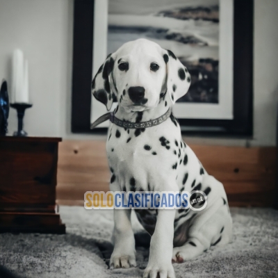 Dalmata Great Puppies Take Me Home... 