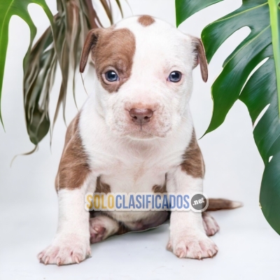 AMERICAN BULLY XL PETS AVAILABLE NOW... 