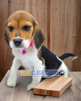 Cute and friendly Beagle Harrier puppy... 
