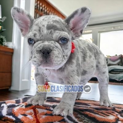 BULLDOG FRANCÉS EXÓTICO     IT WILL BE YOUR COMPANION AND BEST CO... 