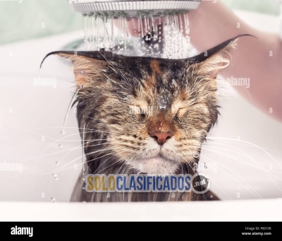 SHOWER FOR CATS IN THE COMFORT OF YOU HOME (HOUSTON... 
