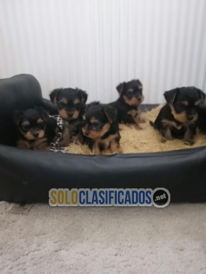 Original Yorkshire Terrier puppies for sale... 