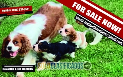 CUTE  CAVALIER  KING  CHARLES  PUPPIES FOR SALE... 