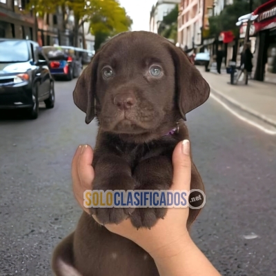 Labrador Retriever disponible en el mercado... 