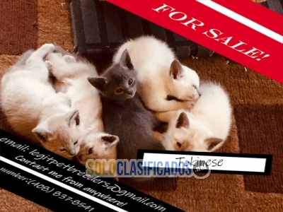 Tokinese kittens for sale now... 