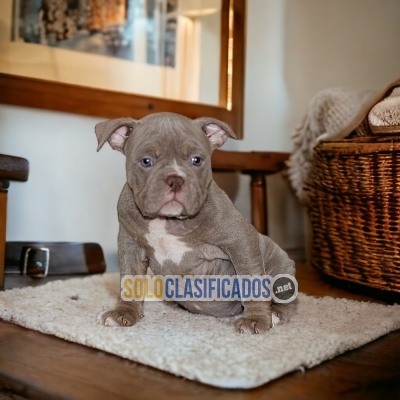 BONITO AMERICAN BULLY  para tu hogar... 