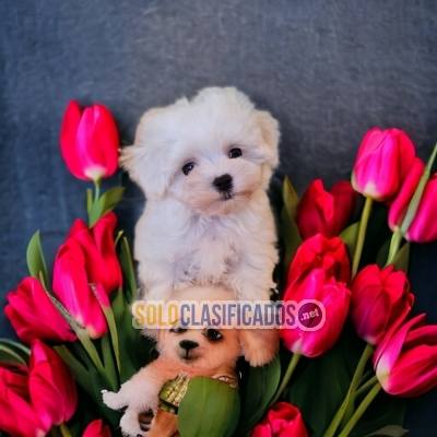 Bichon Maltes Suaves Y Adorables Cachorros... 