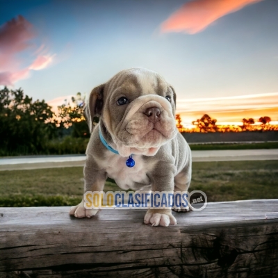 Preciosos cachorritos de raza Buldog Ingles... 