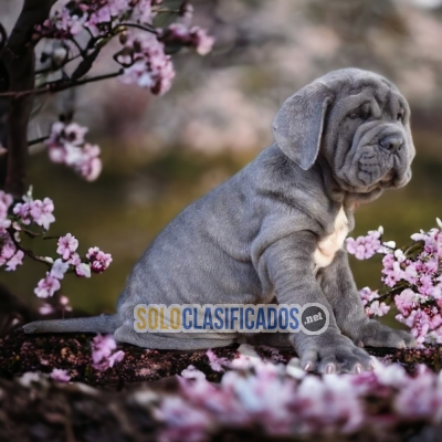 DISPONIBLES HERMOSOS CANE CORSO / CANE CORSO AVAILABLE... 